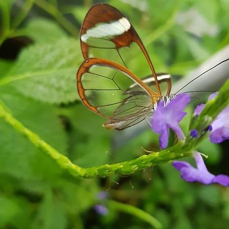 The Butterflies Wood House Villa Reshafim Eksteriør bilde